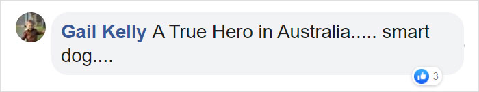 Dog Saves Flock Of Sheep From Australia&rsquo;s Raging Bushfires
