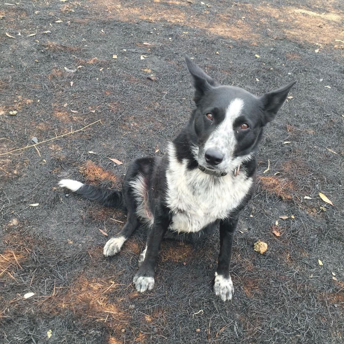 Dog Saves Flock Of Sheep From Australia&rsquo;s Raging Bushfires