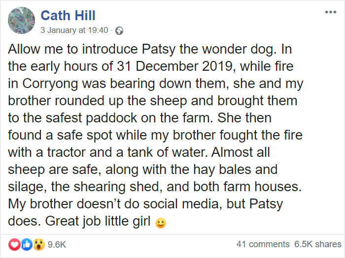 Dog Saves Flock Of Sheep From Australia&rsquo;s Raging Bushfires