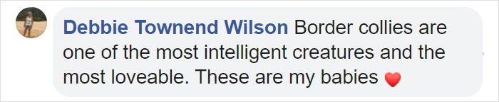 Dog Saves Flock Of Sheep From Australia&rsquo;s Raging Bushfires