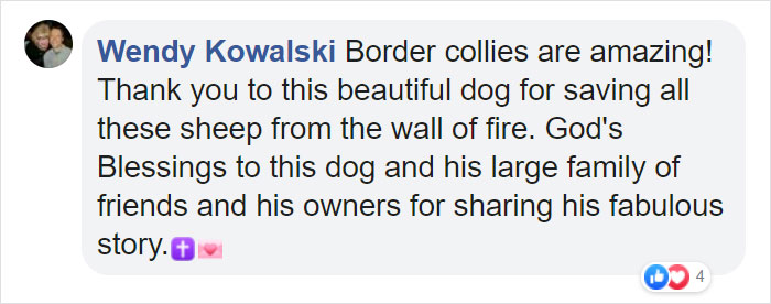 Dog Saves Flock Of Sheep From Australia&rsquo;s Raging Bushfires