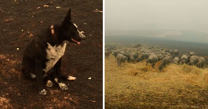 Dog Saves Flock Of Sheep From Australia’s Raging Bushfires