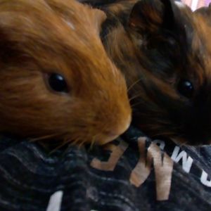 rachelgrendon avatar