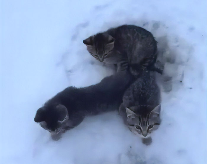 This Man Used His Warm Coffee To Rescue 3 Kittens That Were Frozen To The Ground For Hours This Man Used His Warm Coffee To Rescue 3 Kittens That Were Frozen To The Ground For Hours