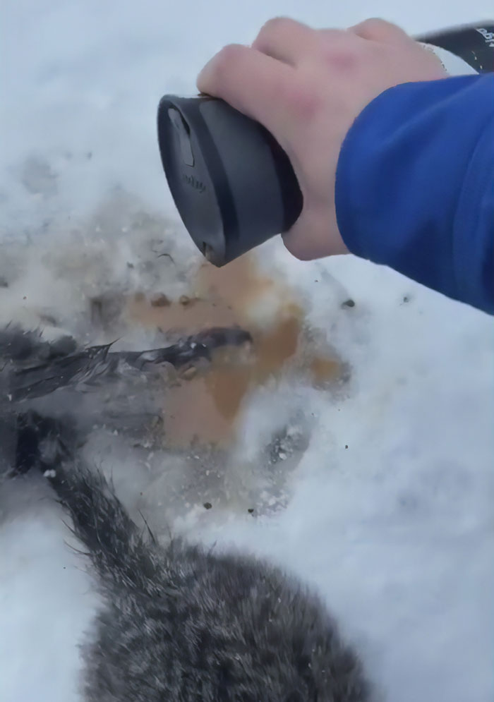 This Man Used His Warm Coffee To Rescue 3 Kittens That Were Frozen To The Ground For Hours This Man Used His Warm Coffee To Rescue 3 Kittens That Were Frozen To The Ground For Hours