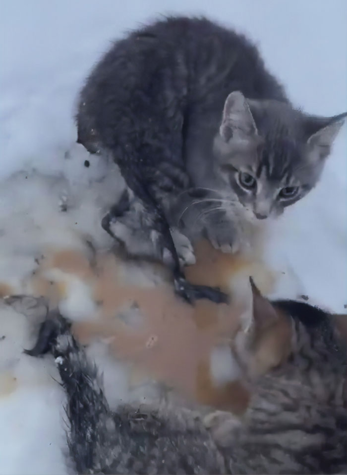 This Man Used His Warm Coffee To Rescue 3 Kittens That Were Frozen To The Ground For Hours This Man Used His Warm Coffee To Rescue 3 Kittens That Were Frozen To The Ground For Hours