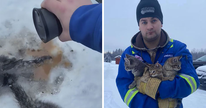 This Man Used His Warm Coffee To Rescue 3 Kittens That Were Frozen To The Ground For Hours