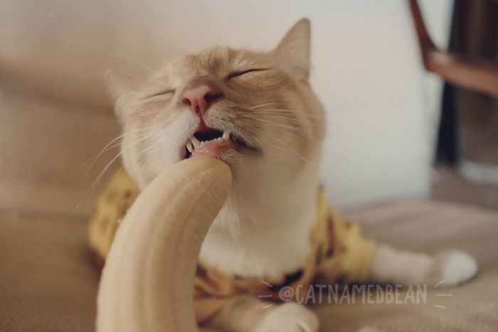 Cat Obsessed With Bananas Is Going Viral For How Inappropriate His Pics Look Cat Obsessed With Bananas Is Going Viral For How Inappropriate His Pics Look