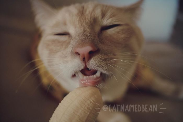 Cat Obsessed With Bananas Is Going Viral For How Inappropriate His Pics Look Cat Obsessed With Bananas Is Going Viral For How Inappropriate His Pics Look