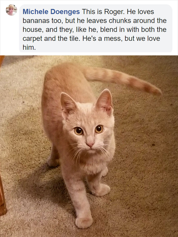 Cat Obsessed With Bananas Is Going Viral For How Inappropriate His Pics Look