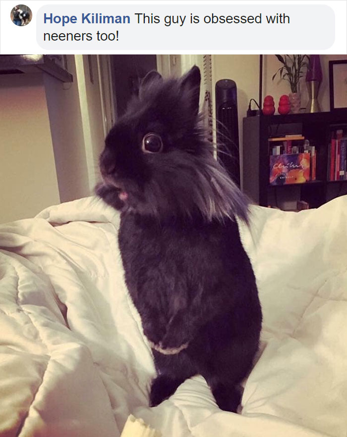 Cat Obsessed With Bananas Is Going Viral For How Inappropriate His Pics Look