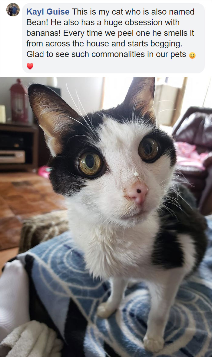 Cat Obsessed With Bananas Is Going Viral For How Inappropriate His Pics Look Cat Obsessed With Bananas Is Going Viral For How Inappropriate His Pics Look