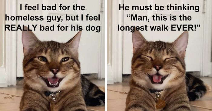 Owner Uploads Photos Of Their Laughing Cat, And It Becomes The New ‘Dad Joke’ Meme (21 Pics)