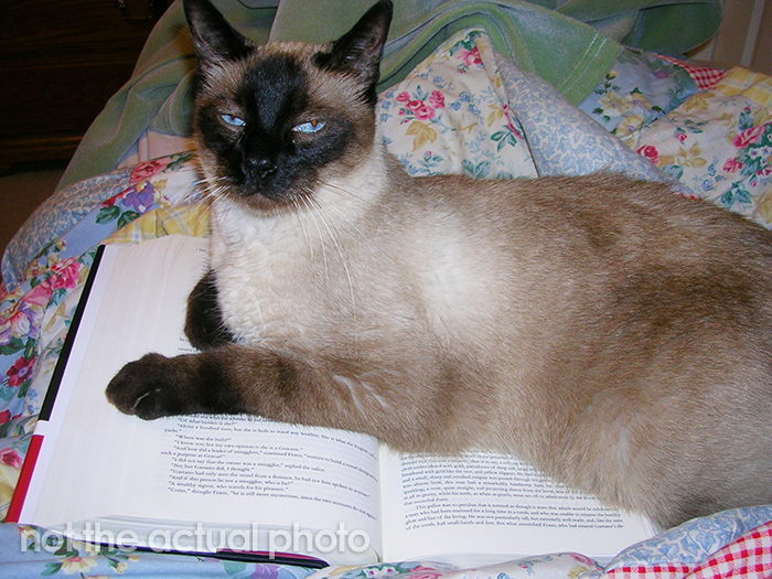 In 1975, This Cat Became A Co-Author Of An Academic Physics Paper On Atomic Behavior At Different Temperatures