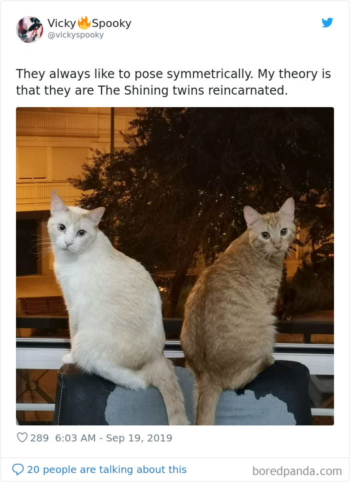 Cats-Do-Weird-Things