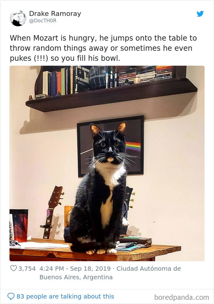 Cats-Do-Weird-Things