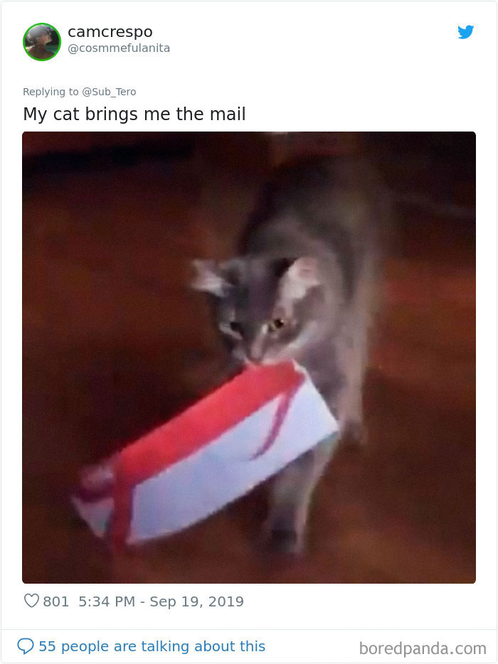 Cats-Do-Weird-Things