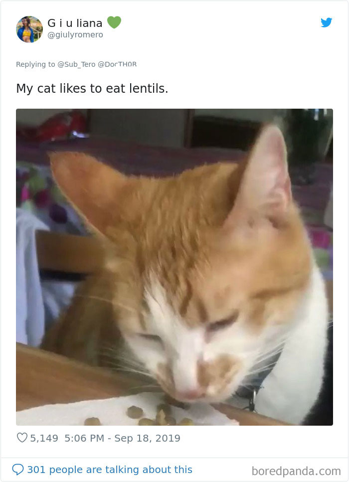 Cats-Do-Weird-Things