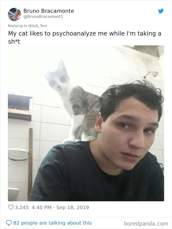 Cats-Do-Weird-Things