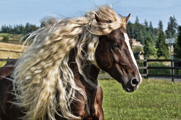The Most Amazing And Rare Horses You Will Ever See In Your Life!