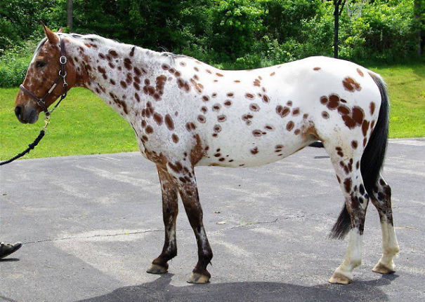 The Most Amazing And Rare Horses You Will Ever See In Your Life!