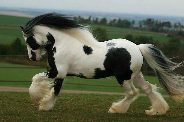 The Most Amazing And Rare Horses You Will Ever See In Your Life!
