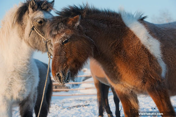 The Most Amazing And Rare Horses You Will Ever See In Your Life!