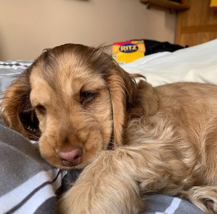 Meet Winnie, The Cocker Spaniel That Looks Like A Real-Life Disney Character Meet Winnie, The Cocker Spaniel That Looks Like A Real-Life Disney Character