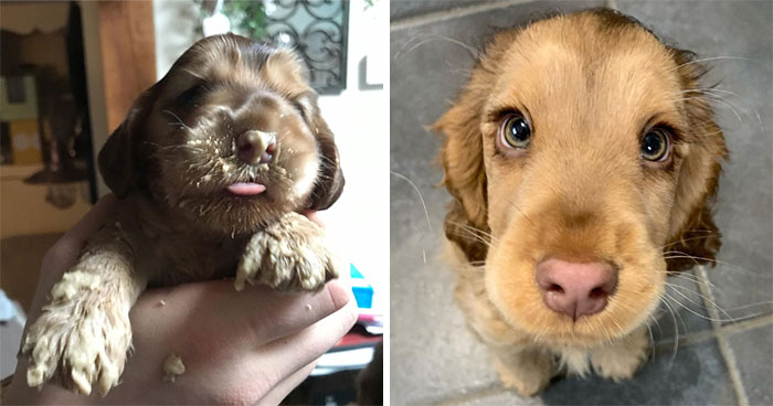 Meet Winnie, The Cocker Spaniel That Looks Like A Real-Life Disney Character
