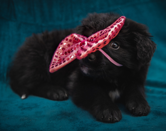 I Did A Photoshoot Of Shelter Dogs, And They All Got Adopted