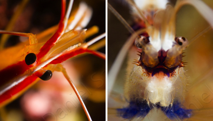 I Do Underwater Photography And It’s Not Easy