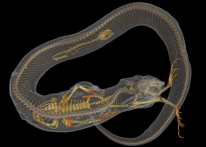 This Exhibition Really Gets Under My Skin