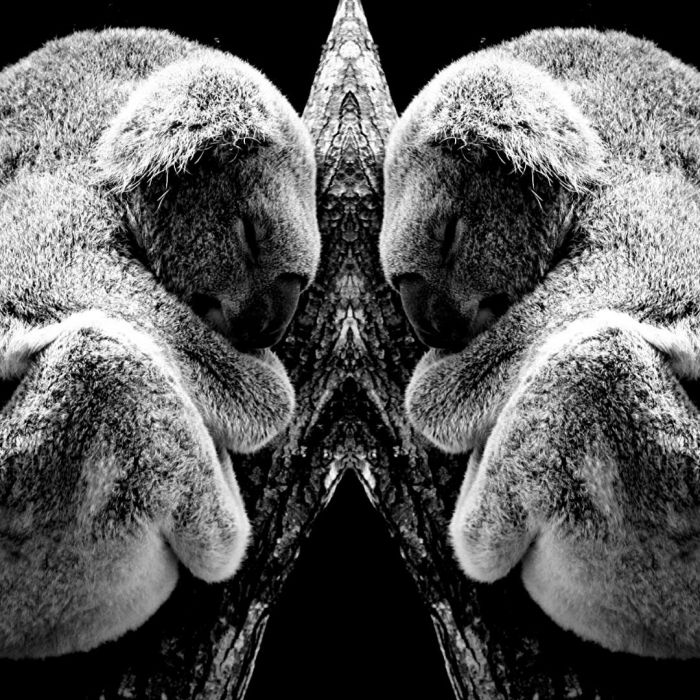 I Mirrored Koalas To Make People Reflect