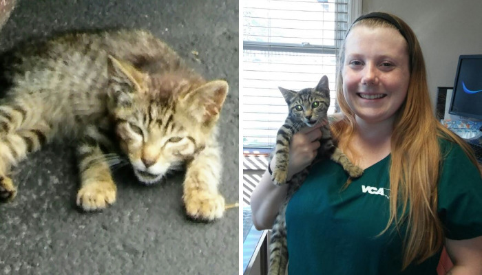 We Rescued A Kitten With A Broken Jaw And Named Him Keanu