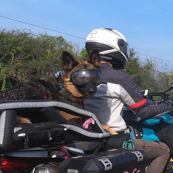 My German Shepherd Dog Is My Motorcycle Copilot