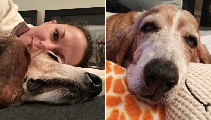 The Story Of The Beautiful Basset Hound Named Birdie