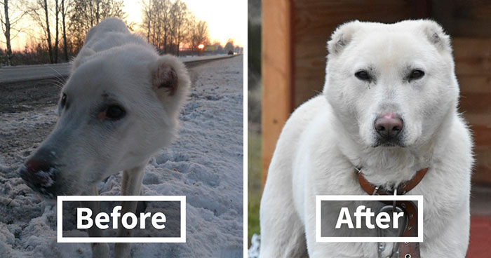 Husband Took His Ex-Wife’s Dog And Abandoned Him 2000 Km Away, Now She’s Traveling To Adopt Him