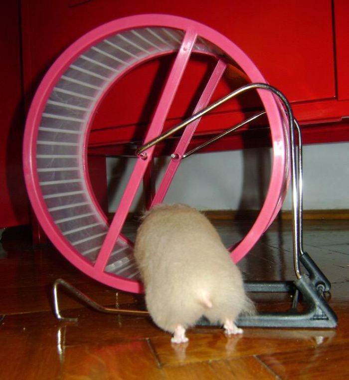 Cute-Hamster-Butts
