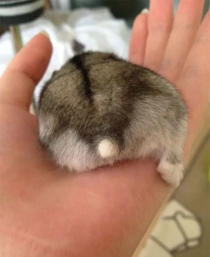 Cute-Hamster-Butts