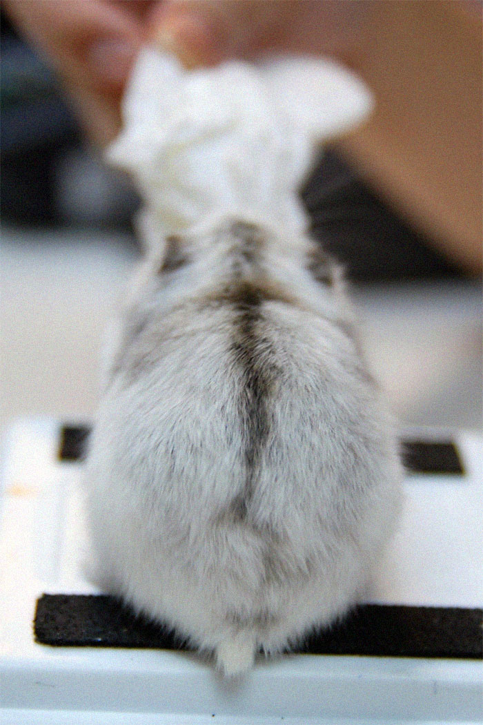 Cute-Hamster-Butts