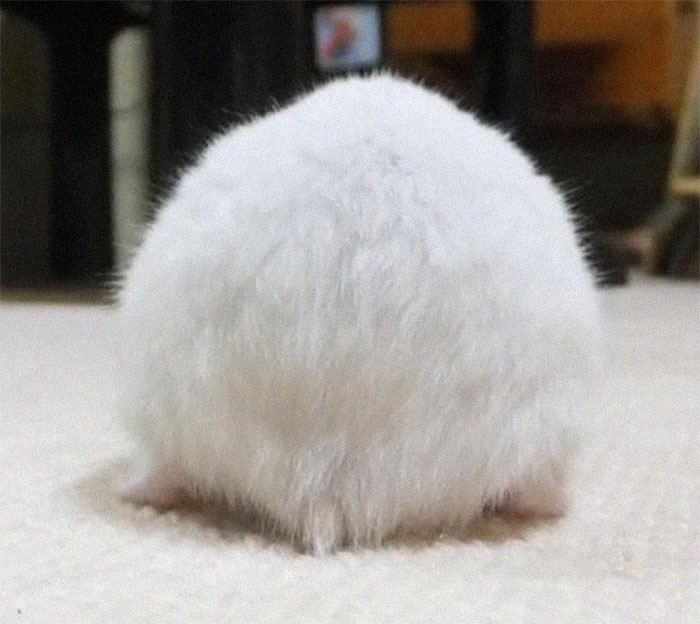 Cute-Hamster-Butts
