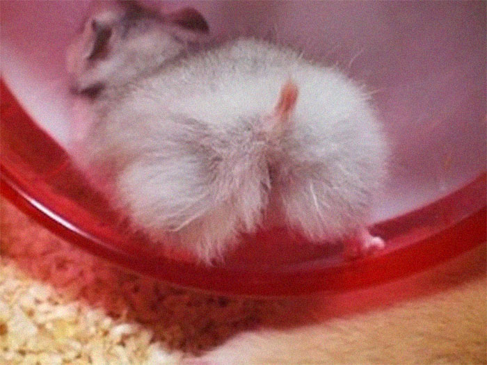 Cute-Hamster-Butts