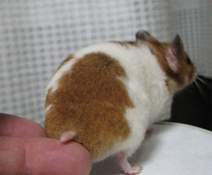 Cute-Hamster-Butts