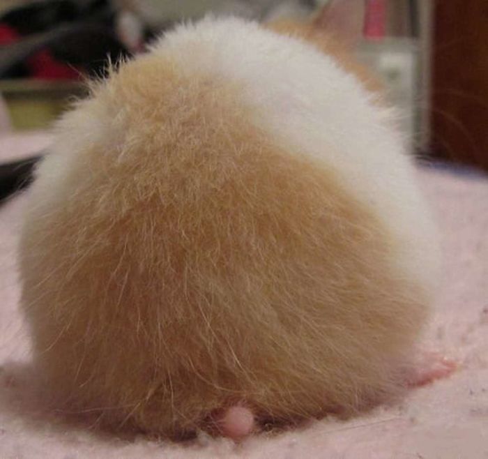 Cute-Hamster-Butts