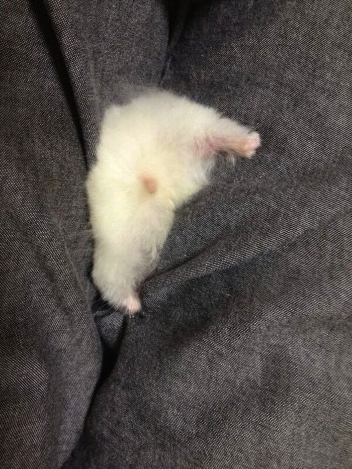 Cute-Hamster-Butts