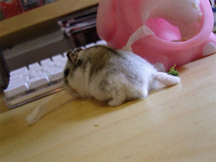 Cute-Hamster-Butts