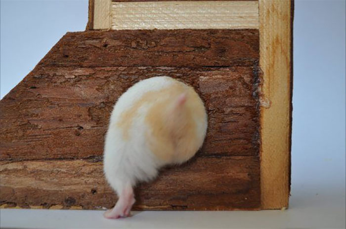 Cute-Hamster-Butts