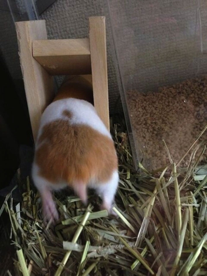 Cute-Hamster-Butts