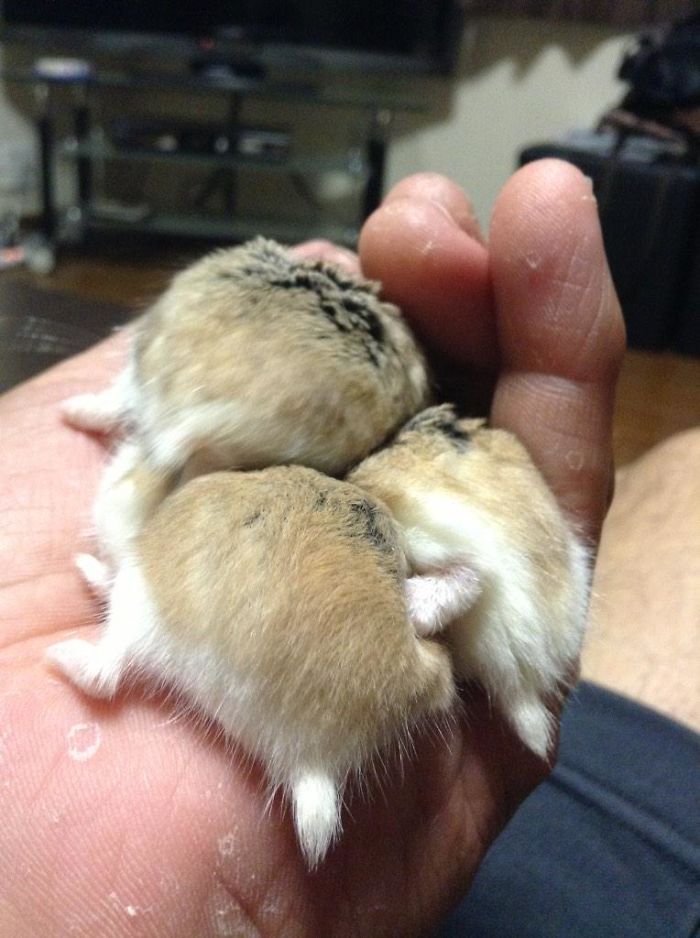 Cute-Hamster-Butts