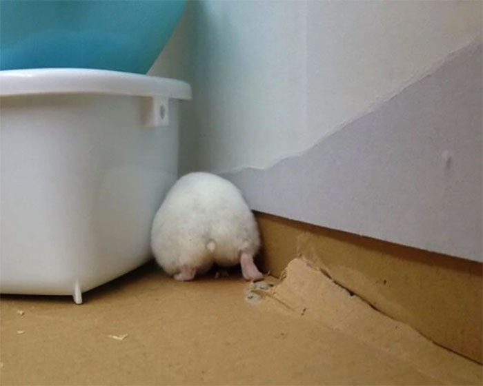 Cute-Hamster-Butts